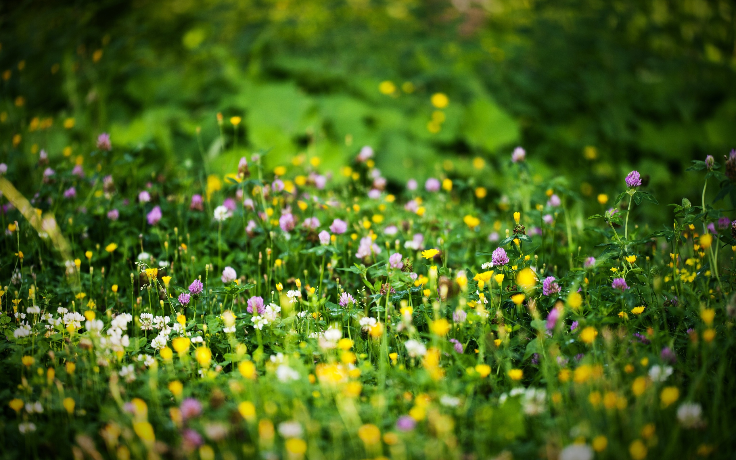 Imagine Green